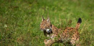 Luchs Wrano (Foto: Cornelia Arens KLICKFaszination / SNU RLP)