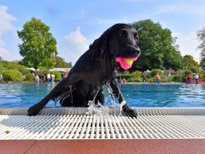 Schwimmspaß für Hunde: Nachdem die Freibadsaison beendet ist, dürfen sich am Aktionstag die Vierbeiner im Nichtschwimmerbecken des Tiergartenbads austoben. (Foto: Stadtwerke Heidelberg GmbH)