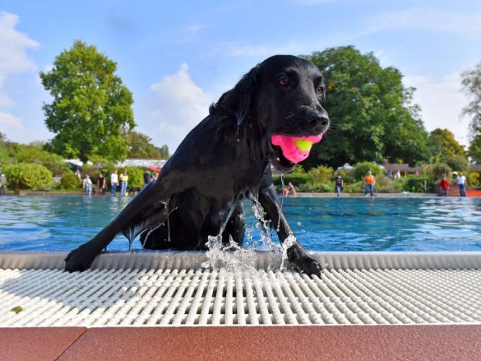 Schwimmspaß für Hunde: Nachdem die Freibadsaison beendet ist, dürfen sich am Aktionstag die Vierbeiner im Nichtschwimmerbecken des Tiergartenbads austoben. (Foto: Stadtwerke Heidelberg GmbH) Schwimmspaß für Hunde: Nachdem die Freibadsaison beendet ist, dürfen sich am Aktionstag die Vierbeiner im Nichtschwimmerbecken des Tiergartenbads austoben. (Foto: Stadtwerke Heidelberg GmbH)