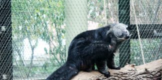 Binturong Theo im Zoo Frankfurt (Foto: Zoo Frankfurt)