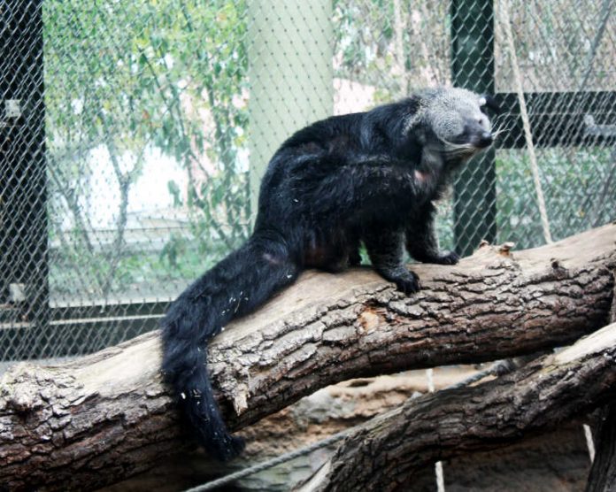Binturong Theo im Zoo Frankfurt (Foto: Zoo Frankfurt) Binturong Theo im Zoo Frankfurt (Foto: Zoo Frankfurt)