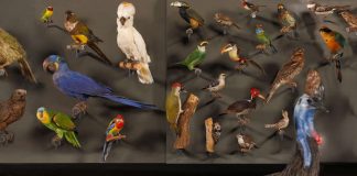 Ara, Kasuar und Co. Tropenwald-Vögel aus der Biodiversitätswand des HLMD (Foto: Wolfgang Fuhrmannek, HLMD)