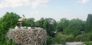 Storchennest im Zoo Heidelberg (Foto: Zoo Heidelberg)