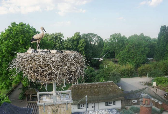 Storchennest im Zoo Heidelberg (Foto: Zoo Heidelberg)