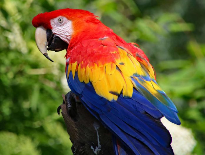 Der hellrote Ara Douglas aus dem Zoo Karlsruhe ist besser bekannt als Fernsehstar Rosalinda aus dem Kinderfilm Pippi in Taka-Tuka-Land. (Foto: Zoo Karlsruhe/Timo Deible)