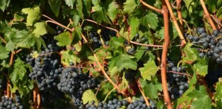 Trauben im Haßlocher Leisböhl warten auf die Weinlese (Foto: Georg Franzmann)