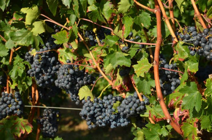 Trauben im Haßlocher Leisböhl warten auf die Weinlese (Foto: Georg Franzmann)