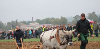 Gespannpflügen (Foto: Stadt Lorsch)