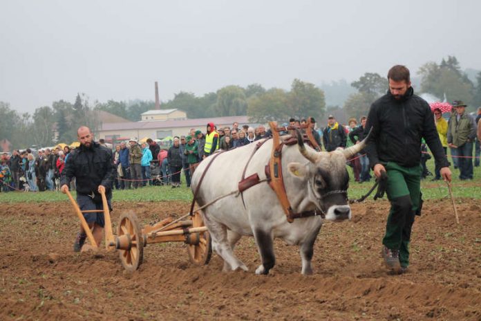 Gespannpflügen (Foto: Stadt Lorsch)