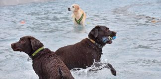 Geht’s dem Tier gut, ist der Hundehalter glücklich: Beim Hundeschwimmen im Tiergartenbad herrschte gute Stimmung. (Foto: Stadtwerke Heidelberg GmbH/Peter Dorn)