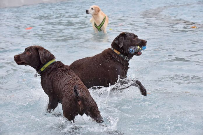 Geht’s dem Tier gut, ist der Hundehalter glücklich: Beim Hundeschwimmen im Tiergartenbad herrschte gute Stimmung. (Foto: Stadtwerke Heidelberg GmbH/Peter Dorn)