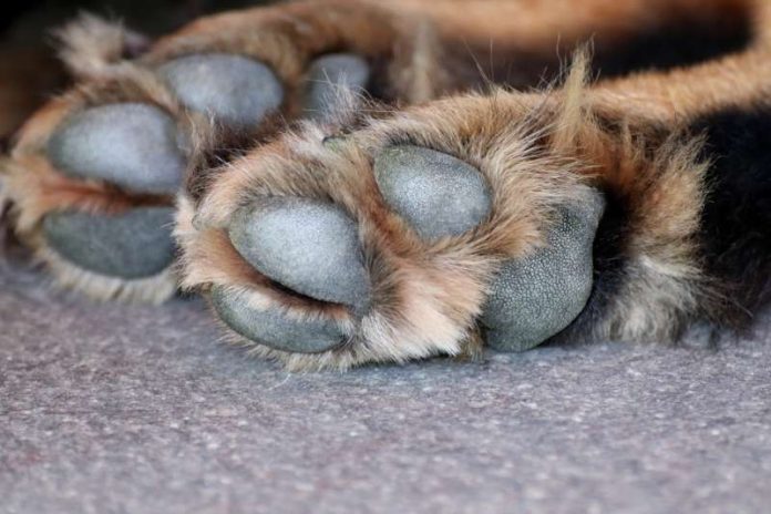 Symbolbild (Foto: Pixabay)