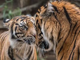 Sind Karis (li.) und Tebo (r.) bald das neue Traumpaar im Zoo Heidelberg? (Foto: Susi Fischer/Zoo Heidelberg)