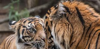 Sind Karis (li.) und Tebo (r.) bald das neue Traumpaar im Zoo Heidelberg? (Foto: Susi Fischer/Zoo Heidelberg)