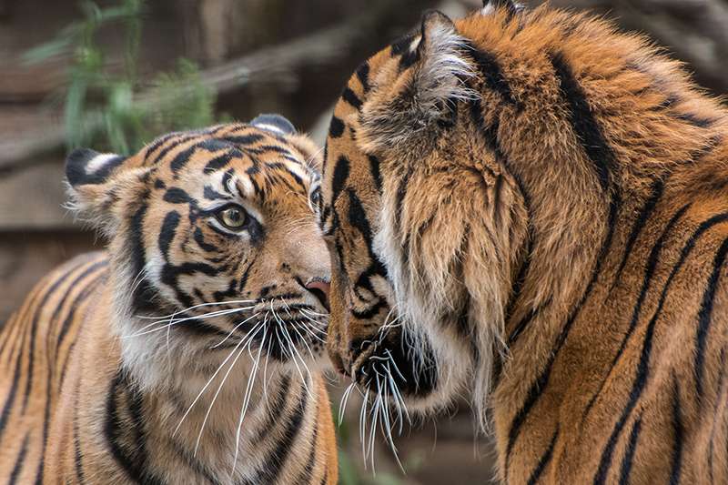 Sind Karis (li.) und Tebo (r.) bald das neue Traumpaar im Zoo Heidelberg? (Foto: Susi Fischer/Zoo Heidelberg)