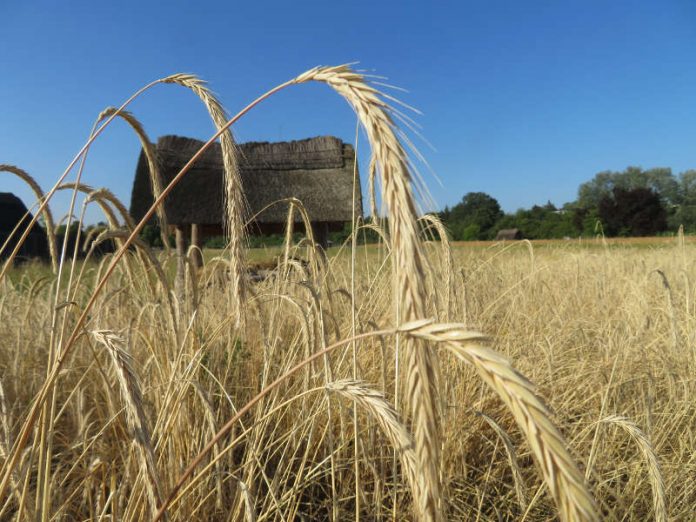 Symbolbild Ähre (Foto: UNESCO-Welterbe Kloster Lorsch e.V.)