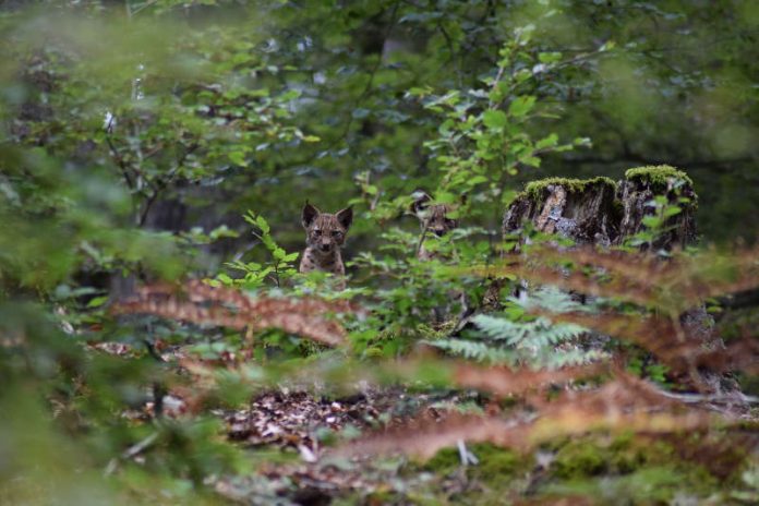 Nachwuchs bei den Pfälzerwald-Luchsen. (Foto: Allmoslöchner)