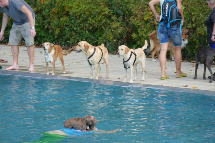 Hundeschwimmtag (Foto: Mainzer Stadtwerke AG)