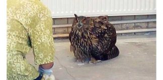 Uhu mit gebrochenem Flügel