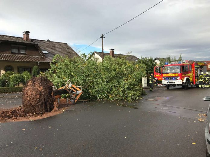 Umgestürzter Baum im Agnesienberg (Foto: Feuerwehr Bad Kreuznach)