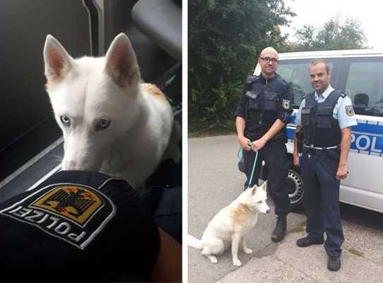 Wer kennt diesen Hund? Wer kennt den Besitzer? - Quelle: Bundespolizei Wer kennt diesen Hund? Wer kennt den Besitzer? - Quelle: Bundespolizei