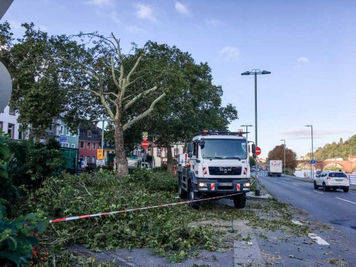 Sturmtief „Fabienne“ sorgte in Heidelberg für herabfallende Äste und umstürzende Bäume, unter anderem am Neckarmünzplatz. (Foto: Stadt Heidelberg) Sturmtief „Fabienne“ sorgte in Heidelberg für herabfallende Äste und umstürzende Bäume, unter anderem am Neckarmünzplatz. (Foto: Stadt Heidelberg)