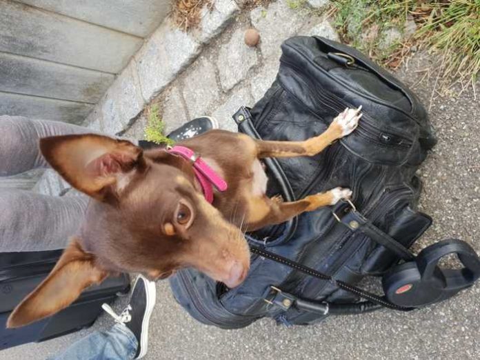 Wer kann Hinweise auf diesen Hund geben? Wer kann Hinweise auf diesen Hund geben?