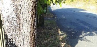 Stromaggregat an Baum gekettet