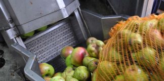 Obst wird in der mobilen Kelter zu Saft verarbeitet. (Foto: Michael Walter)