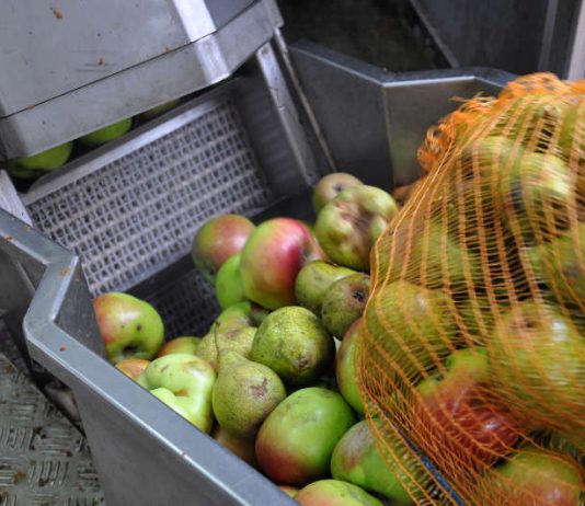 Obst wird in der mobilen Kelter zu Saft verarbeitet. (Foto: Michael Walter)