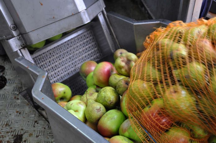 Obst wird in der mobilen Kelter zu Saft verarbeitet. (Foto: Michael Walter)