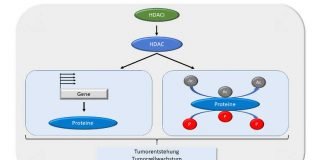 Wirkweise von HDACi_Prof.Krämer_W-S-Stiftung