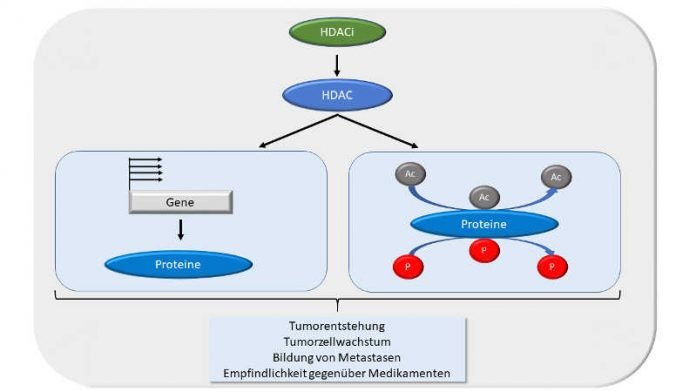 Wirkweise von HDACi_Prof.Krämer_W-S-Stiftung