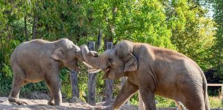 Die beiden Jungbullen Ludwig (li.) und Gandhi (r.) messen ihre Kräfte. (Foto: Petra Stein/Zoo Heidelberg)