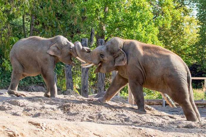 Die beiden Jungbullen Ludwig (li.) und Gandhi (r.) messen ihre Kräfte. (Foto: Petra Stein/Zoo Heidelberg)