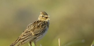 Feldlerche - Vogel des Jahres 2019 (Foto: Manfred Delpho)