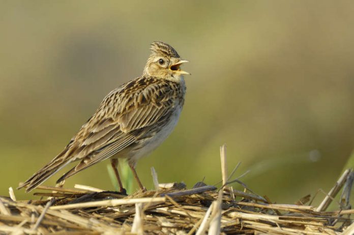 Feldlerche - Vogel des Jahres 2019 (Foto: Manfred Delpho)