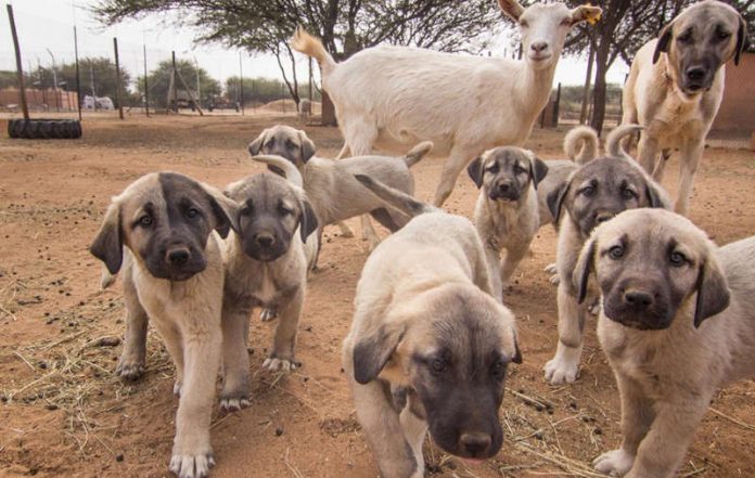 Kangal (Foto: Kristina Peez)