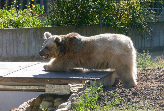 Ronja traute sich nach wenigen Tagen, über die Brücke im Gehege zu laufen. (Foto: Petra Medan)