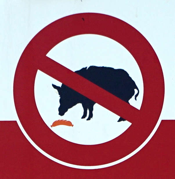 Symbolbild Afrikanische Schweinepest
