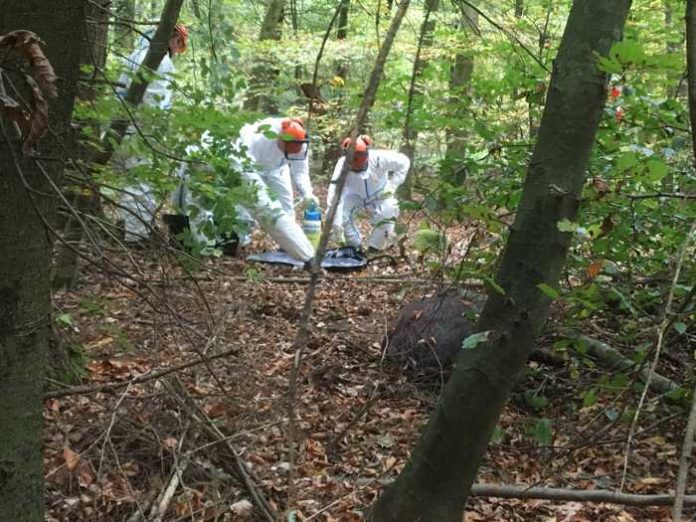 Suchtrupp im Wald - An Fundstelle ASP