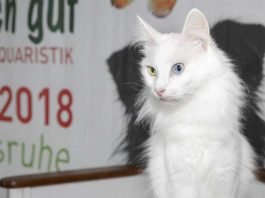 Tierischgut-Katze Credit KMK Jürgen Rösner