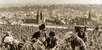 Weinlese am Sonnenweg über der Stadt (Quelle: Stadtverwaltung Neustadt)