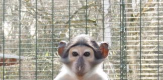 Weißscheitelmangabe (Foto: Zoo Landau)