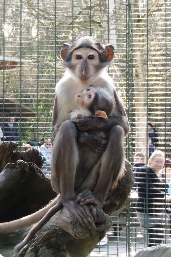 Weißscheitelmangabe (Foto: Zoo Landau) Weißscheitelmangabe (Foto: Zoo Landau)