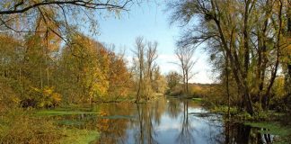 Altrhein (Foto: Südpfalz-Tourismus Verbandsgemeinde Rülzheim e.V.)