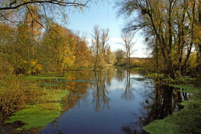 Altrhein (Foto: Südpfalz-Tourismus Verbandsgemeinde Rülzheim e.V.)