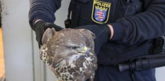 Verletzter Bussard
