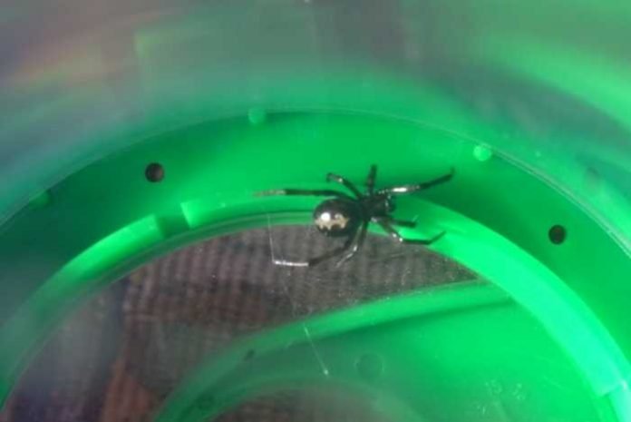 Die falsche Witwe - Eine Spinne deren Herkunft unklar ist Die falsche Witwe - Eine Spinne deren Herkunft unklar ist