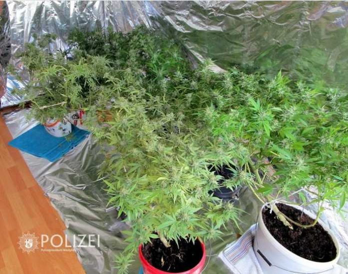 In einer Wohnung in der Kaiserslauterer Innenstadt fanden Drogenfahnder am Montag diese Indoor-Plantage.